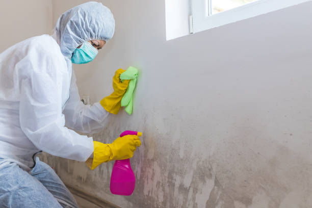 Professional Mold Removal & Remediation in Columbia, MS